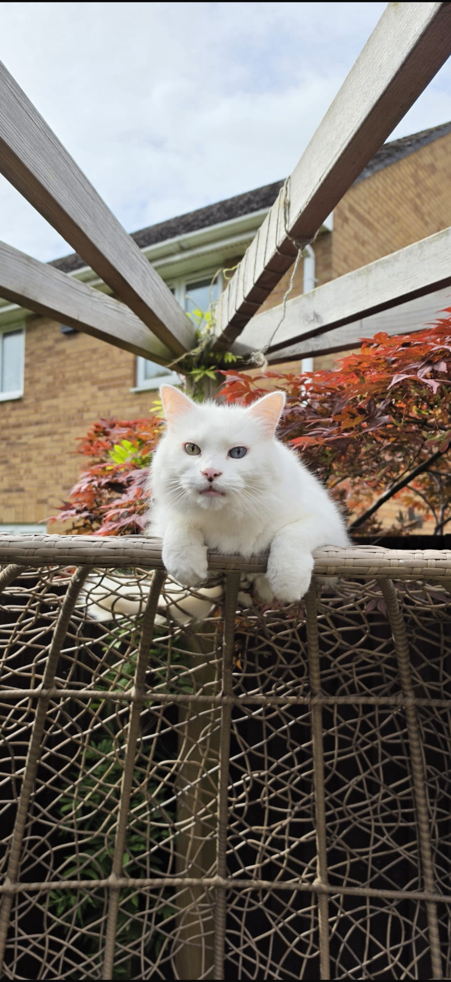 Brambles, a white rescue cat with heterochromatic eyes relaxing on outdoor furniture